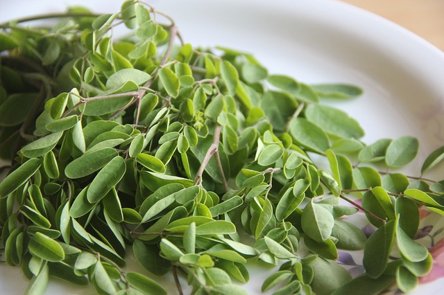 moringa lístky