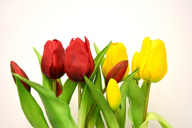 umělé tulipány